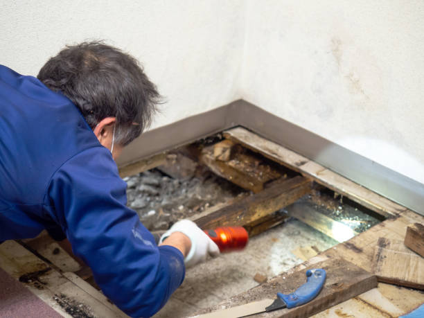 Best Mold Removal and Inspection  in Rochester, IL