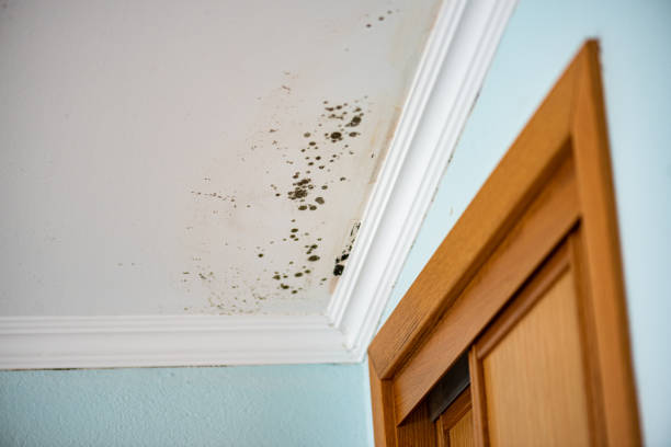 Best Mold Remediation  in Rochester, IL
