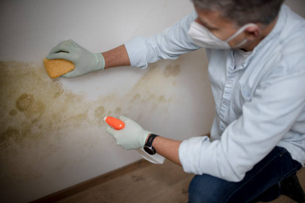Best Mold Testing  in Rochester, IL