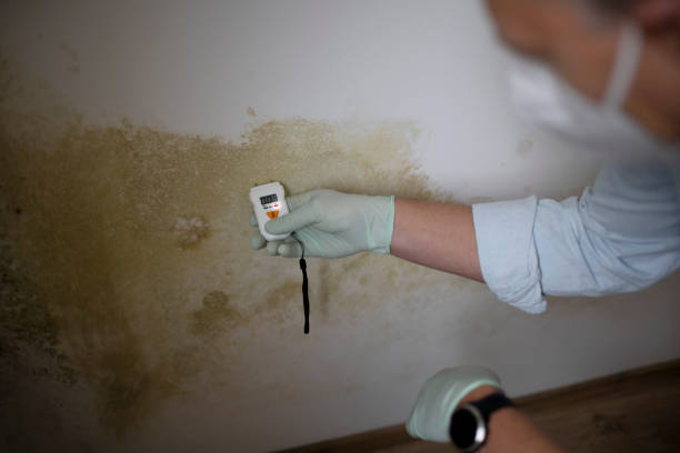 Best Mold Damage Repair  in Rochester, IL