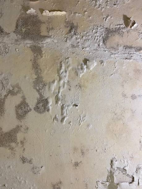Best Black Mold Removal  in Rochester, IL