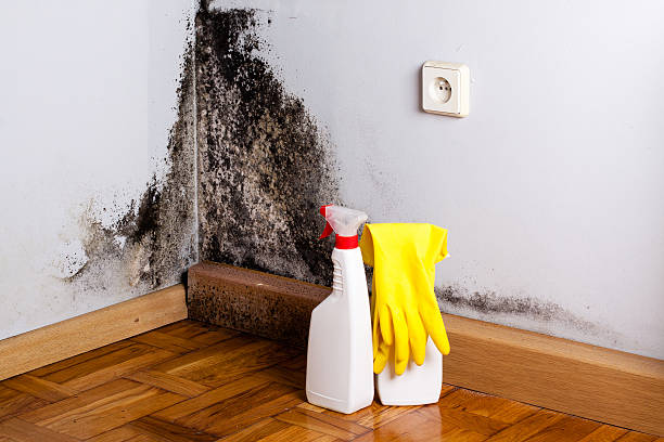 Best Home Mold Removal  in Rochester, IL