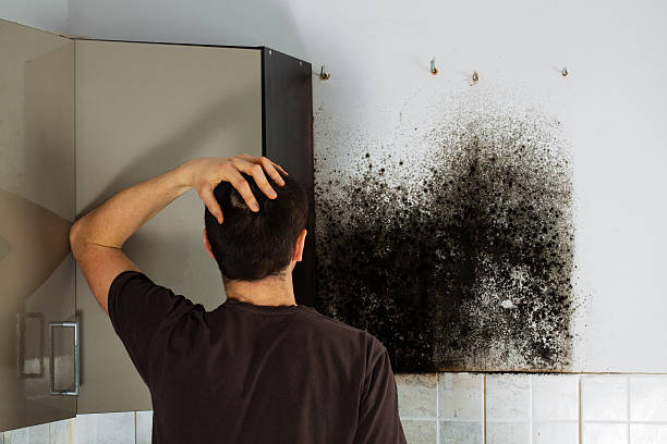 Best Mold Remediation Experts  in Rochester, IL