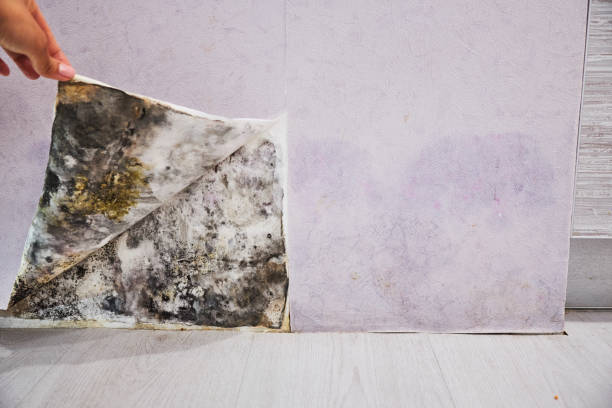 Best Office Mold Removal Services  in Rochester, IL